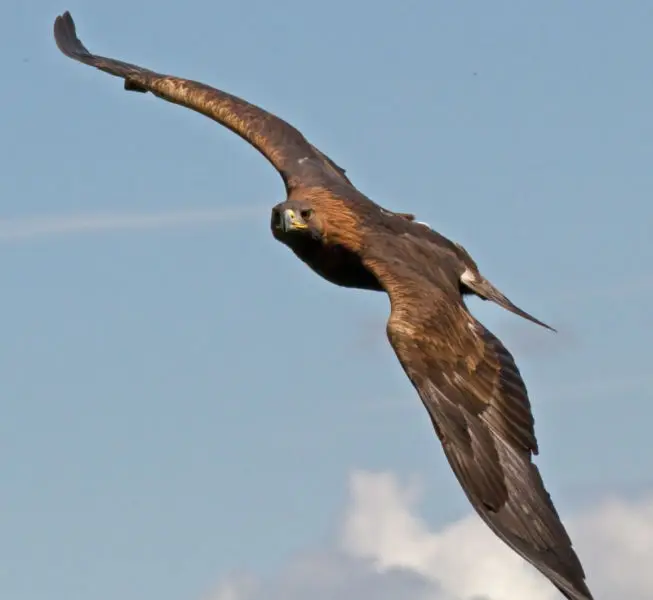 Golden Eagle 3a