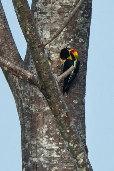 Golden-naped Woodpecker - Rio Tigre - Costa Rica_S4E9886