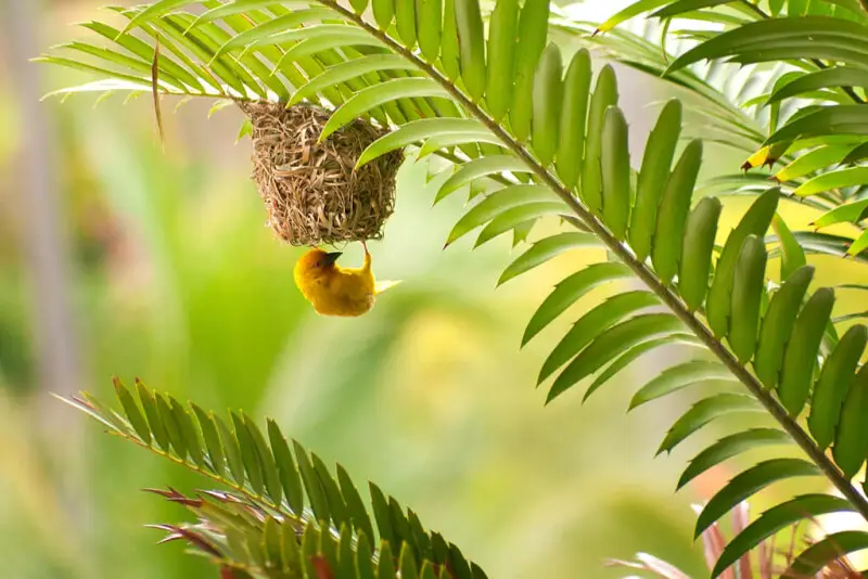 Golden Palm Weaver (Ploceus bojeri) doing something with his nest