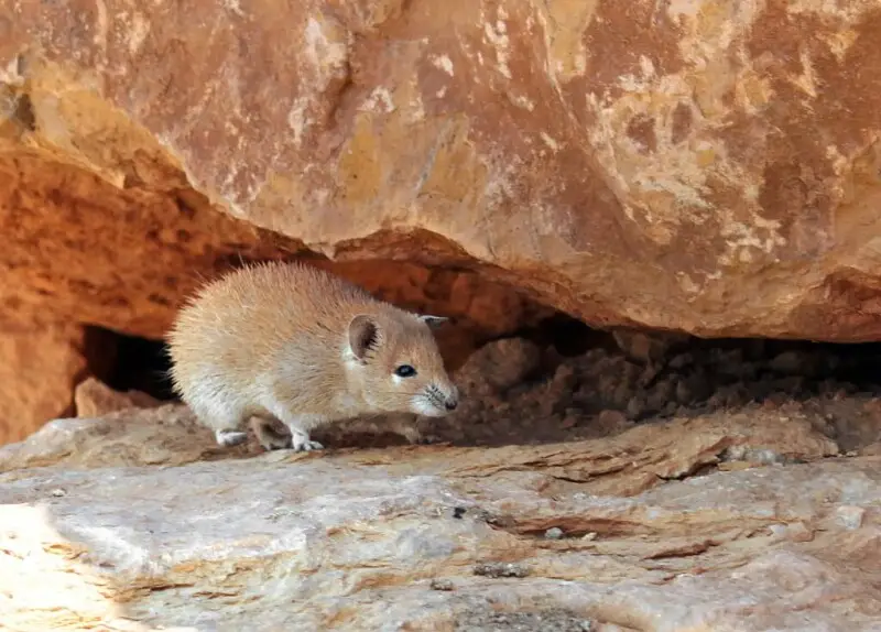 Golden Spiny Mouse at Makhtesh Ramon