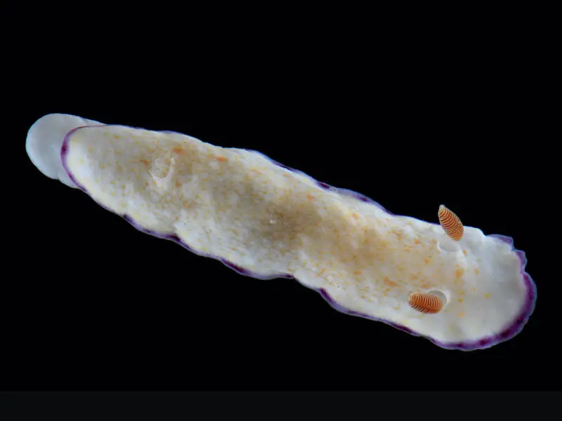 The nudibranch Goniobranchus alius; Nomad, Diani, Kenya, 12m. 4 November 2012.