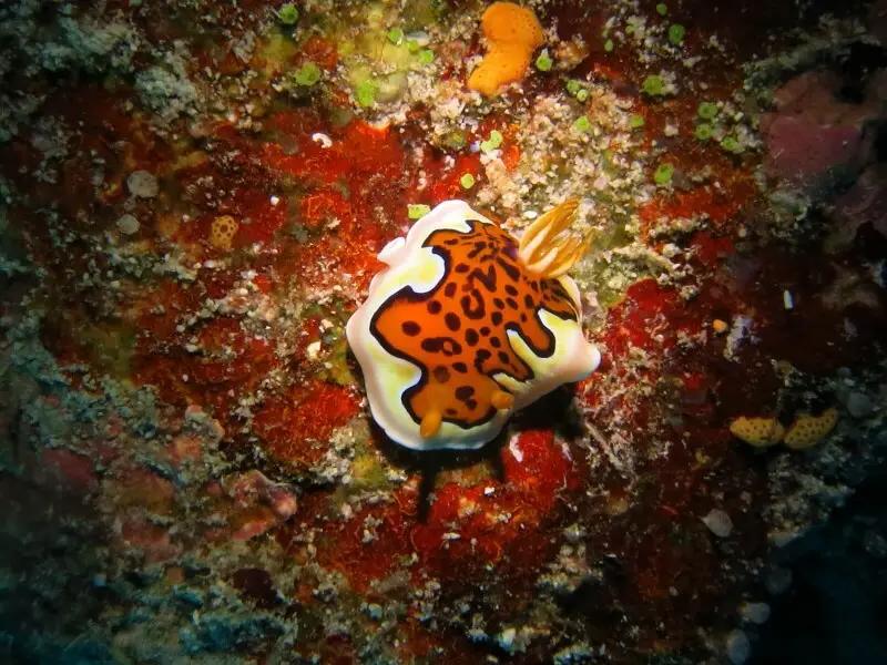 Un nudibranche Goniobranchus gleniei aux Maldives (atoll de Baa).