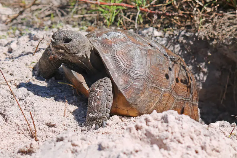 Gopher tortoise at its burrow entrance