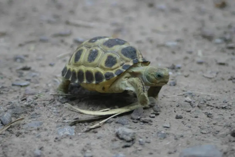 Bolson Tortoise (Gopherus flavomarginatus)