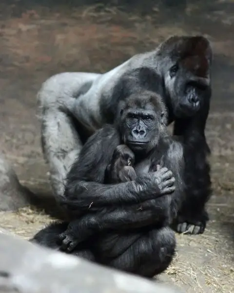 Gorilla family portrait 3
