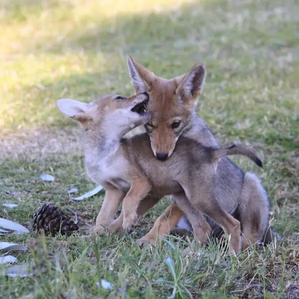 Coyote pups, Mesa, AZ.