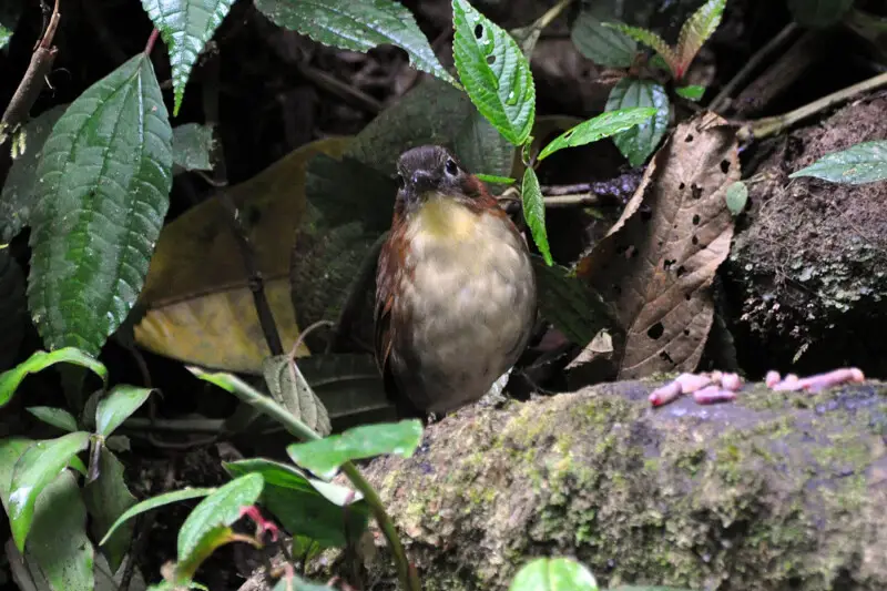 A Yellow-breasted Antpitta in Ecuador.