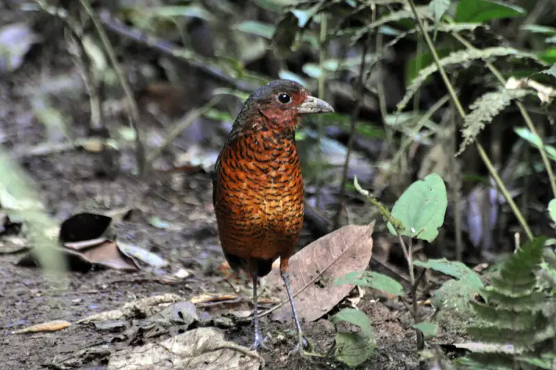 A Giant Antpitta in Ecuador.