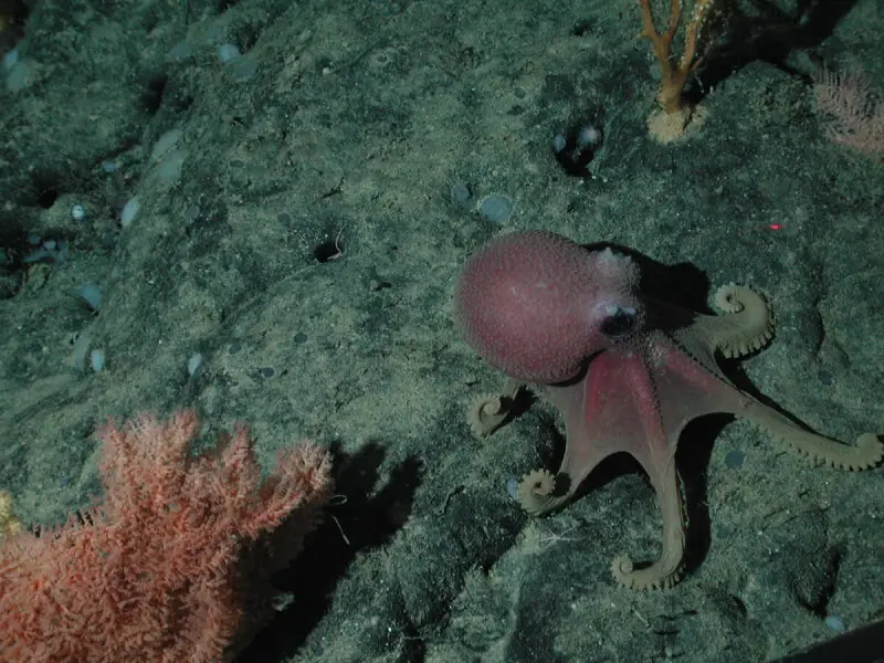 Octopus (Graneledone boreopacifica) and black coral (Trissopathes sp.) on the Davidson Seamount at 1973 meters depth.