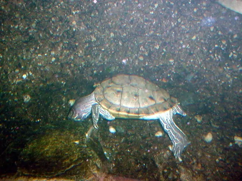 Barbour's Map Turtle (Graptemys barbouri) at the Columbus Zoo and Aquarium