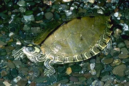 Pascagoula map turtle