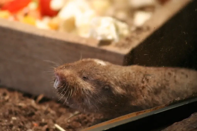Ansell's mole-rat