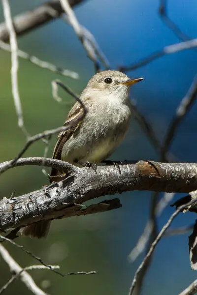 Gray Flycatcher - Sisters - Oregon_S4E8081
