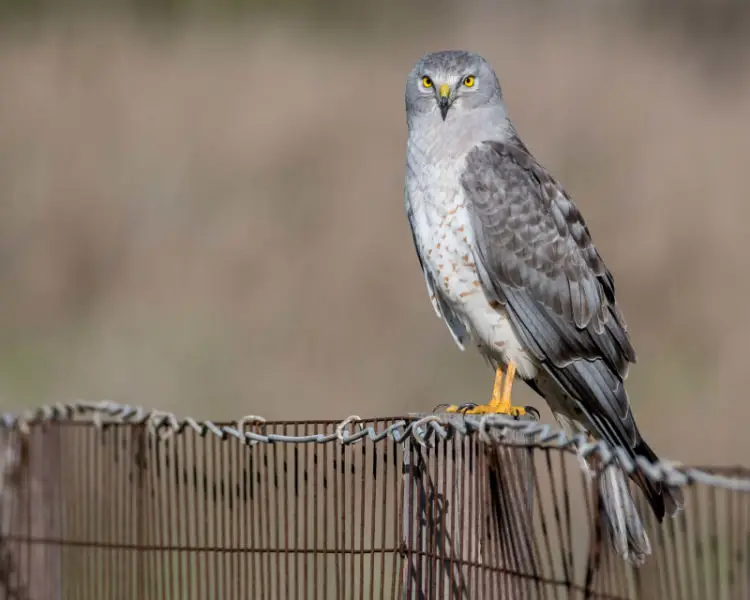 Gray Ghost - Northern Harrier (m)