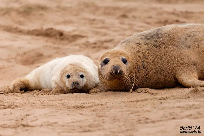 Gray Seal at Donna Nook