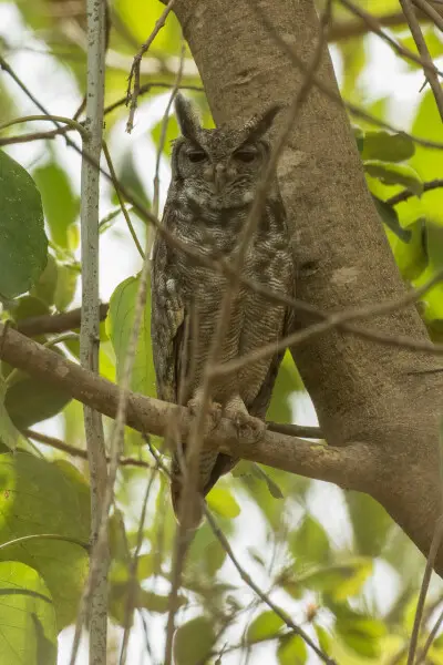 Grayish Eagle-Owl - Gambia 17_CD5A9447