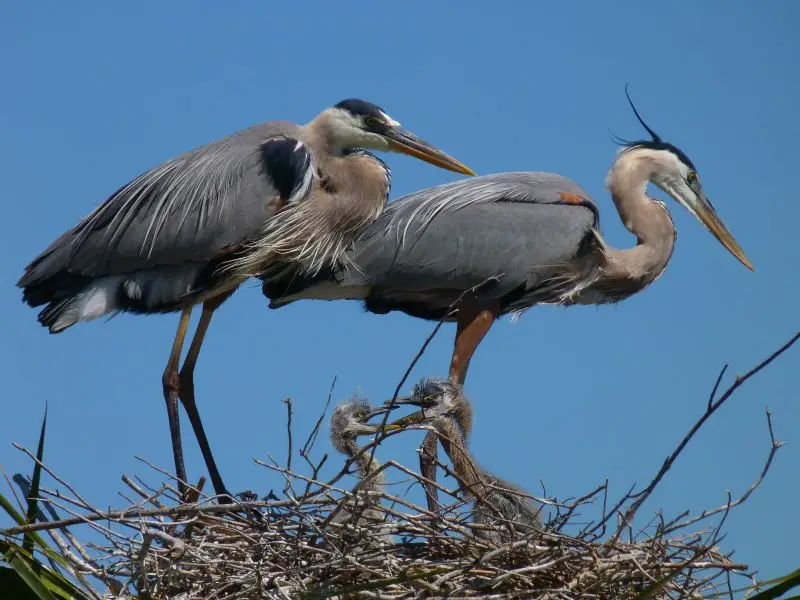 Great Blue Heron and Chicks