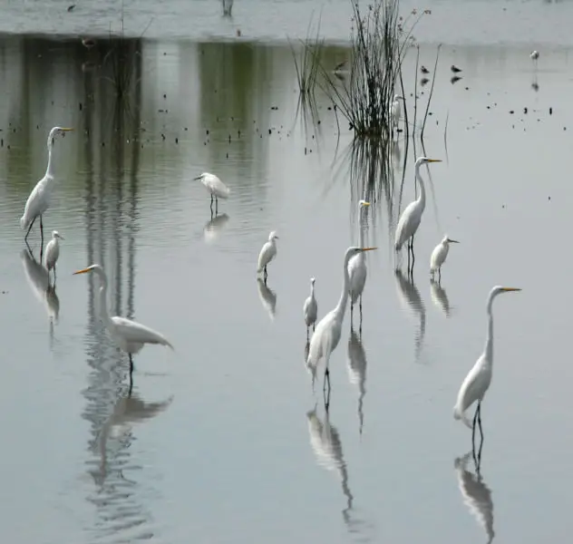 Great Egrets amongst Snowy Egrets
