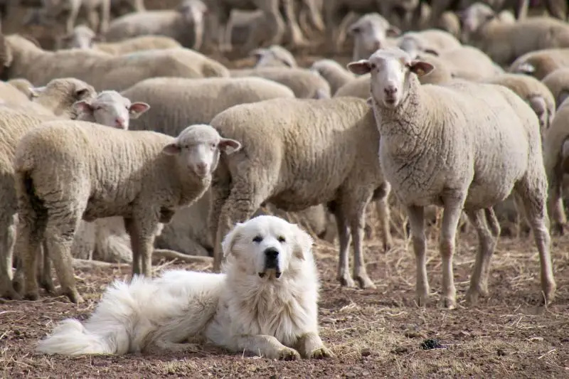 Great Pyrenees Sheep Dog Guarding the Flock
