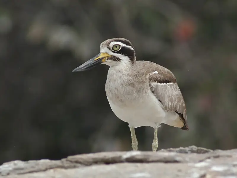 The Great Thick-knee is a large wader and has a massive 7&#160;cm bill with the lower mandible with a sharp angle giving it an upturned appearance. It has unstreaked grey-brown upperparts and breast, with rest of the underparts whitish. The face has a str