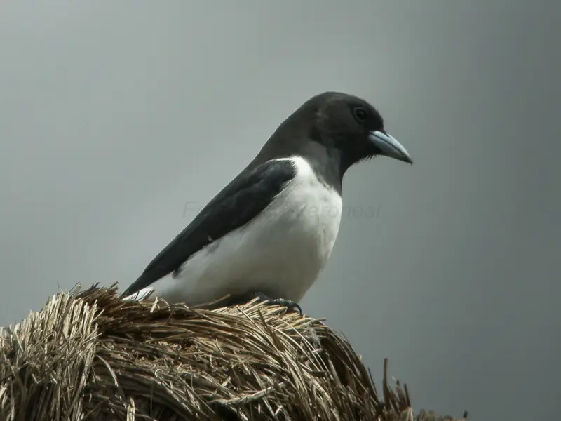 Great Woodswallow - Papua New Guinea