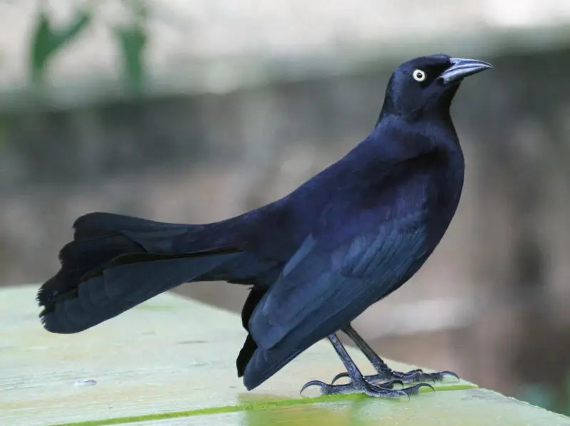 Greater Antillean Grackle (Quiscalus niger) in Puerto Rico