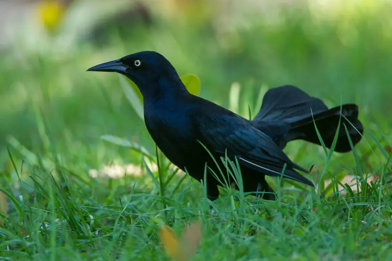 Greater Antillean Grackle - Cuba_S4E1117