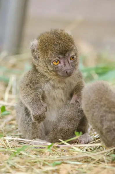 Greater bamboo lemur baby
