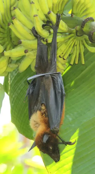 Greater Indian fruit bat @ Kanjirappally