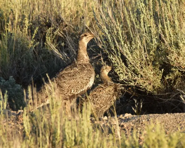 Greater sage-grouse at Seedskadee National Wildlife Refuge