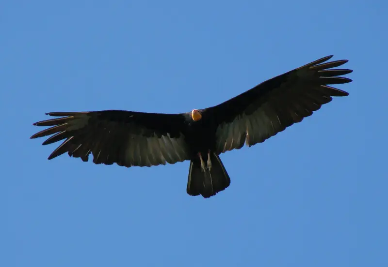 Urubu-da-mata/ Greater yellow-headed vulture (Cathartes melambrotus). Tucuru?, Par?.