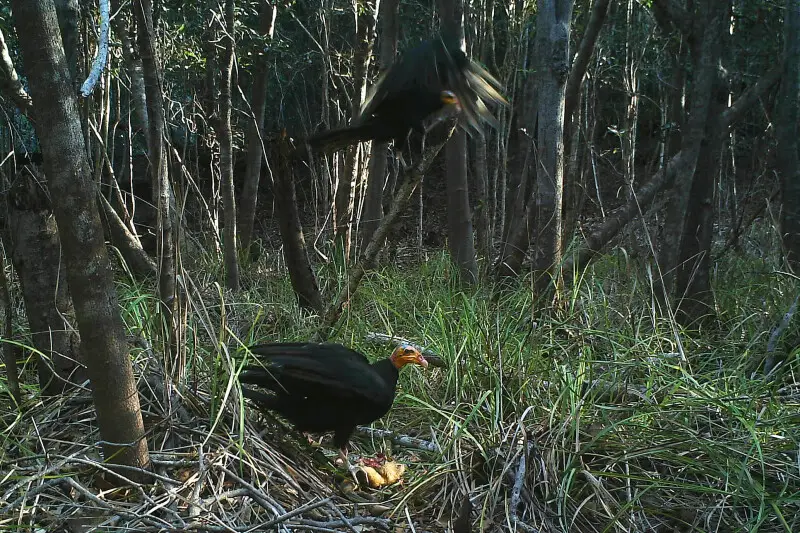 Gro?er Gelbkopfgeier (Cathartes melambrotus)