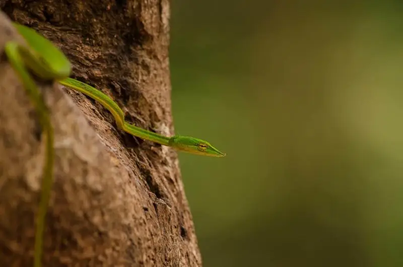Green Vine Snake