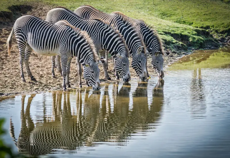 Grevyzebras / Grévy's Zebras