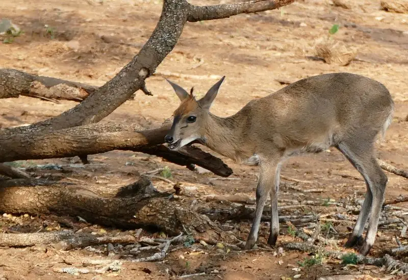Grey Duiker (Sylvicapra grimmia) young male
