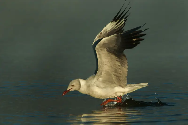 Grey-headed Gull - Naivasha - Kenya_06 9710