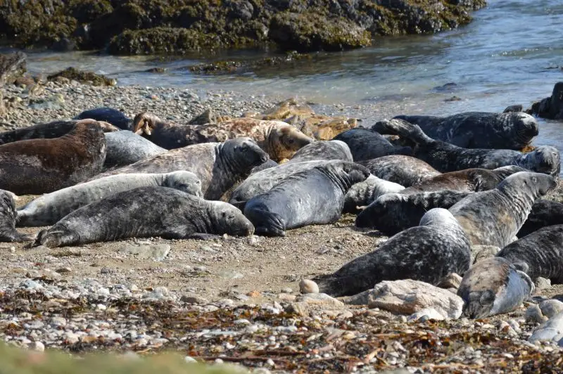 Grey Seal (Halichoerus grypus)