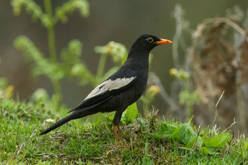Grey-winged Blackbird Turdus boulboul - Bhutan_S4E0223