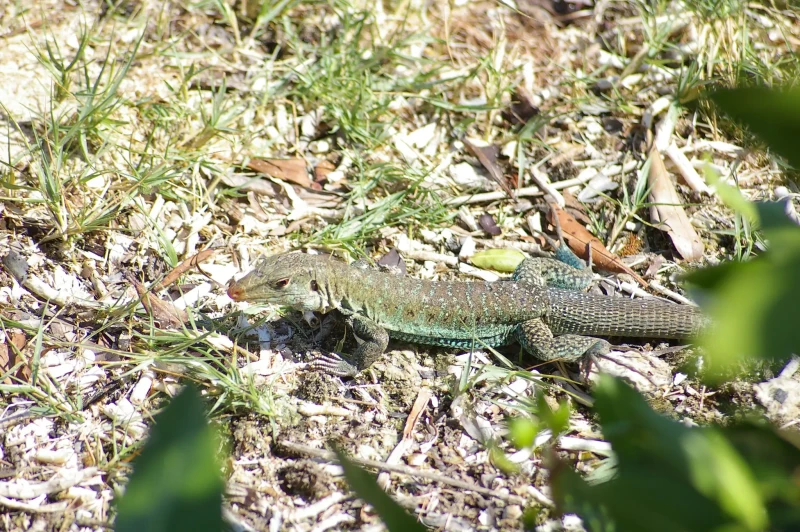 Griswold's ameiva