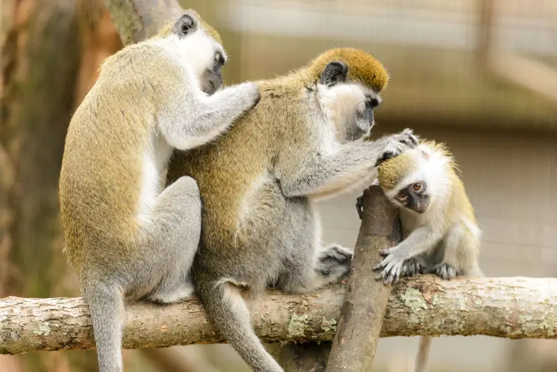 Grivet Monkey Family Grooming