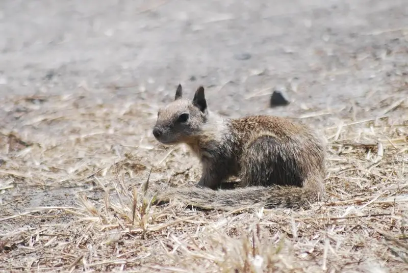 Ground Squirrel 7-17-10 SLS 05