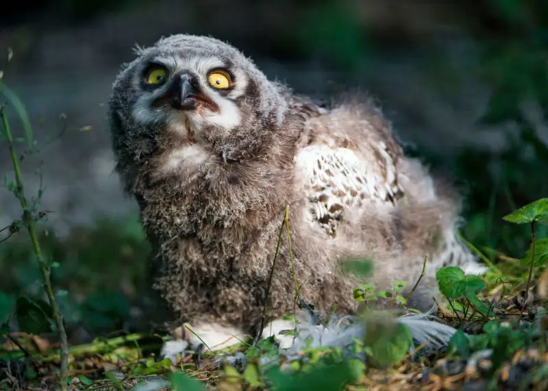 Grumpy juvenile snowy owl