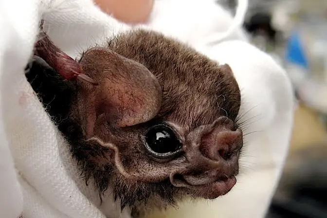 Hairy-Legged Vampire Bat photo