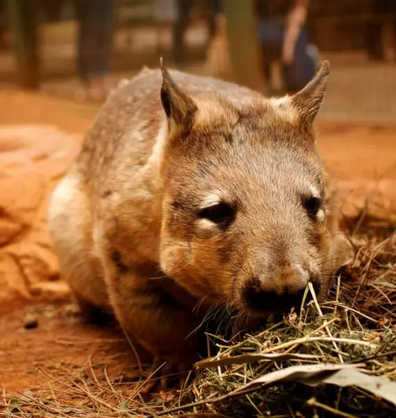 Hairy-nosed wombat