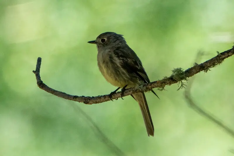 Hammond's Flycatcher | Lady Slipper Trail | Angel Fire | NM|2019-07-15|11-32-16