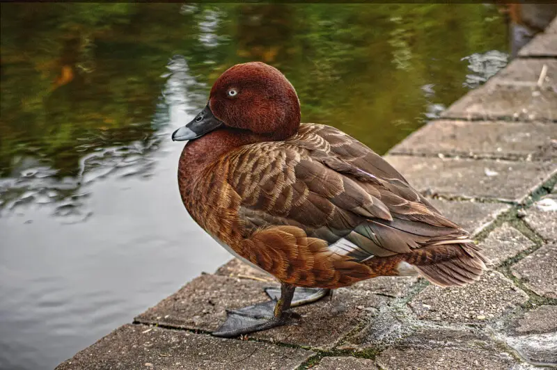 Hardhead Facts, Diet, Habitat & Pictures on Animalia.bio