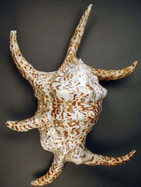 Harpago chiragra (Linnaeus, 1758) - chiragra spider conch shell, abapertural view (22.5 cm tall), modern (latest Holocene).
The spider conchs, or lambid snails (often grouped with the true conchs - the strombids), are herbivorous gastropods in tropical ph