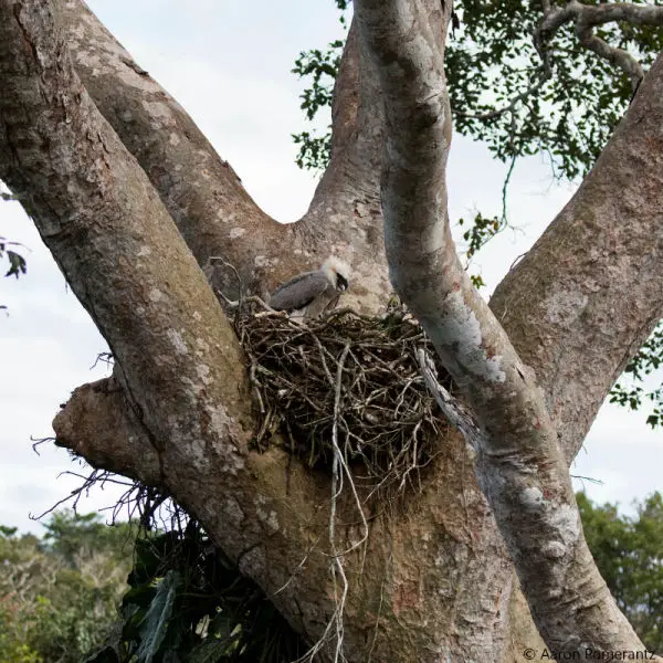 Harpy eagle nest Tambopata, Peru