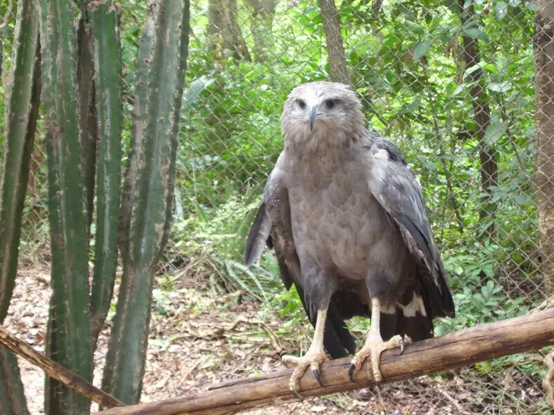Datos de Águila de azara, dieta, hábitat e imágenes en 