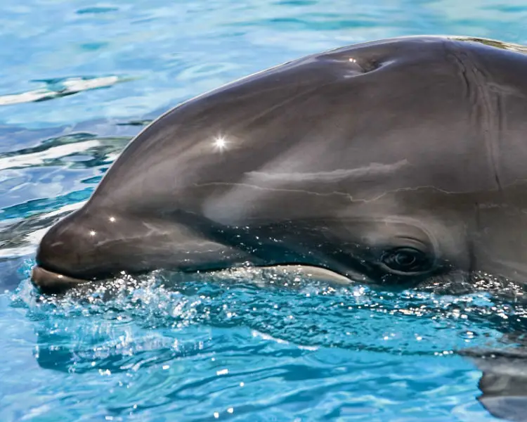 Hawaii #16 - Baby wolphin